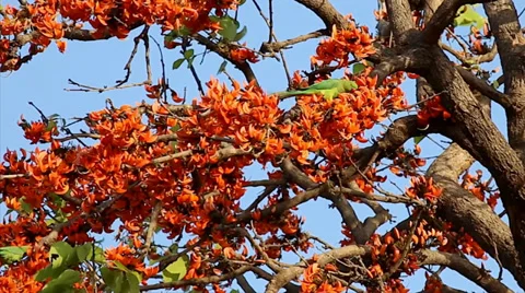 Rose-ringed / Ring-necked Parakeets feed &amp; socialize in a magical tree in India. Stock Footage 37519473
