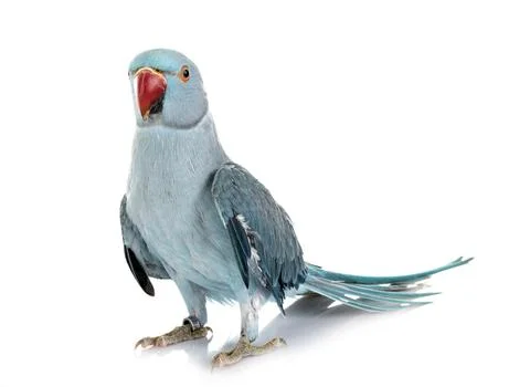 Rose-ringer parakeet in studio Stockfoto's