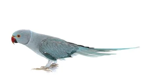 Rose-ringer parakeet in studio Stock Photos