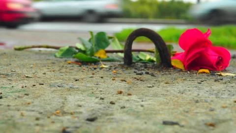 Rose on the road Stock Photos