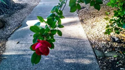 A rose in the road 스톡 사진