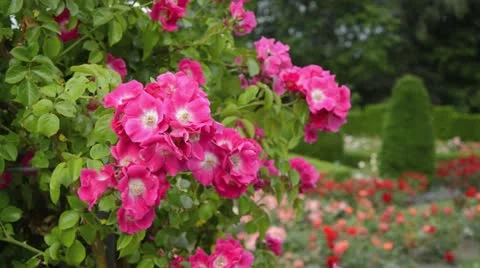 Rose (Rosa American Pillar) Stock Footage 18080717