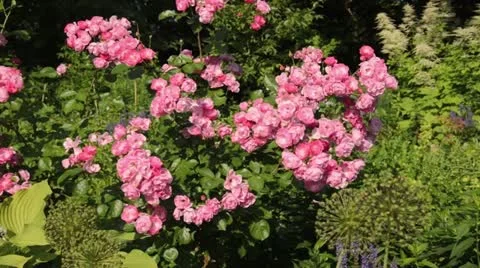 Rose (Rosa Angela) Stock Footage 14829771
