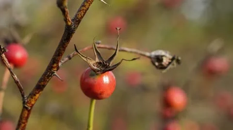 Rose (Rosa beggeriana) Stock Footage 18007443