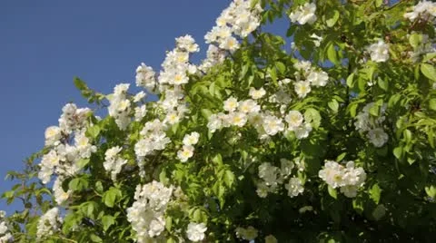 Rose (Rosa Bobby James) Stock Footage 14829847