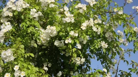 Rose (Rosa Bobby James) Stock Footage 14829853