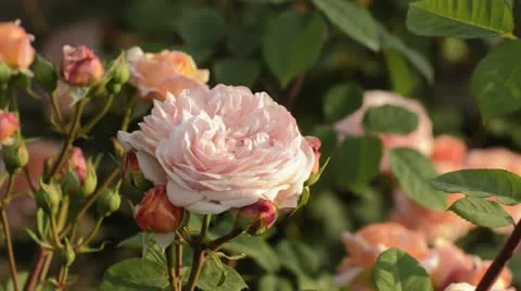 Rose (Rosa Charles Austin) Stock Footage 18079413