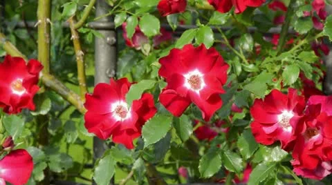 Rose (Rosa Dortmund) Stock Footage 15734515
