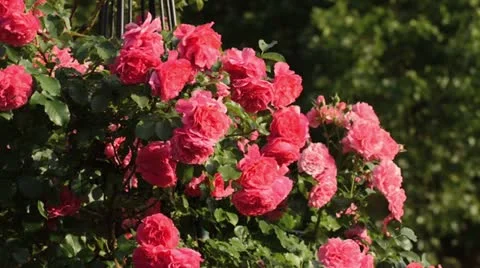 Rose (Rosa) Stock Footage 14829492