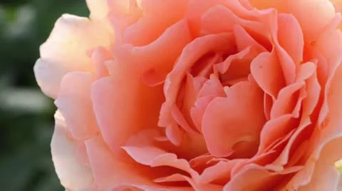 Rose (Rosa) Stock Footage 14830895