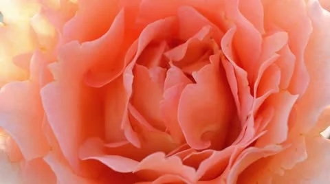 Rose (Rosa) Stock Footage 14830899