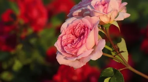 Rose (Rosa) Stock Footage 18080311