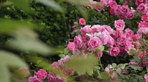 Rose (Rosa) Stock Footage 18080396