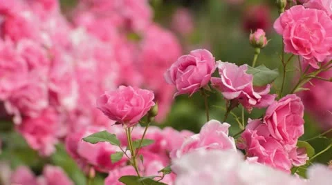 Rose (Rosa) Stock Footage 18080438