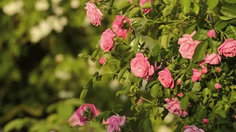 Rose (Rosa Fragezeichen) Stock Footage 18079456