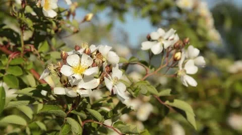 Rose (Rosa helenae) Stock Footage 15738382