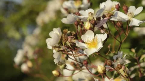 Rose (Rosa helenae) Stock Footage 15739391