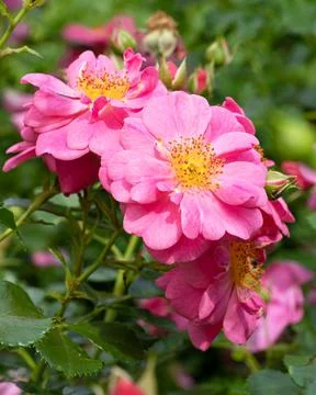 Rose, Rosa Stock Photos
