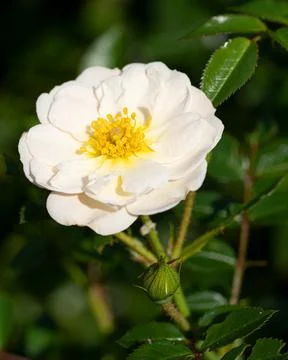 Rose, Rosa Stock Photos