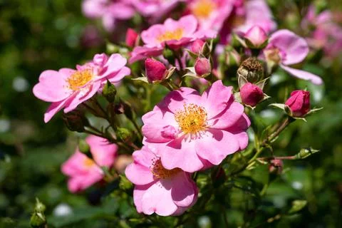Rose, Rosa Stock Photos