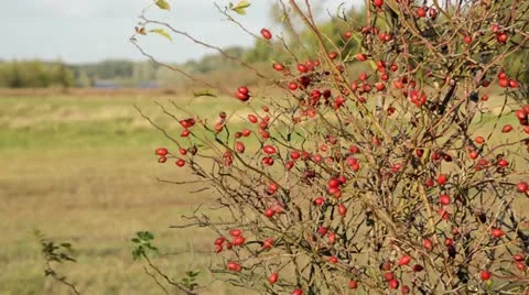 Rose (Rosa) with rose hips Stock Footage 18007624