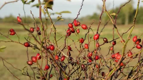 Rose (Rosa) with rose hips Stock Footage 18007641