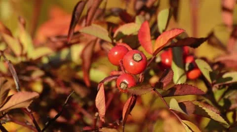 Rose (Rosa) with rose hips Video stock 18008533