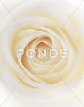 Rose (rosa sp.) Stock Photos