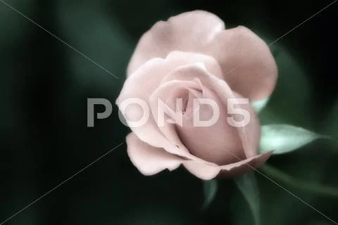 Rose (rosa sp.) Stock Photos