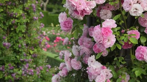 Rose (Rosa Tausendschoen) Stock Footage 18080653