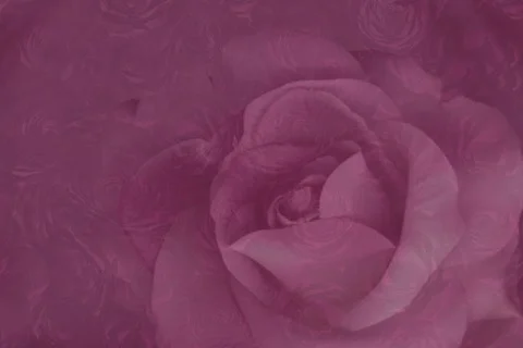 Rose on Rose Stock Footage 335409