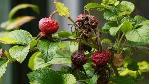 Rose with rose hips Stock Footage 168573724