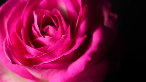 Rose rotates on a black background Stock Footage 151467296