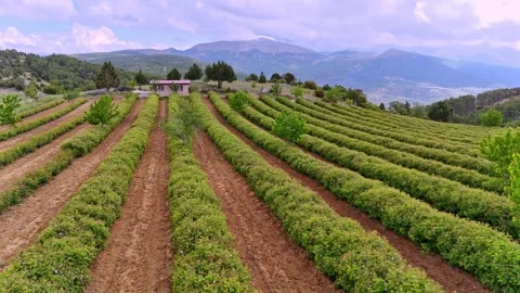 Rose Rows Stock Footage 337877791