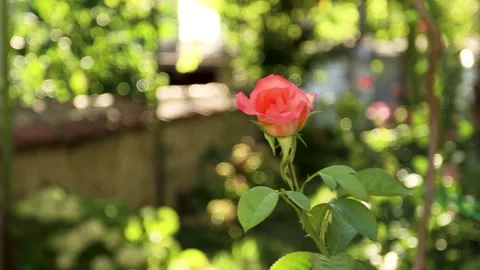Rose in a rustic yard Video stock 158840747