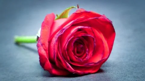 Rose Saint Valentin Stock-Fotos