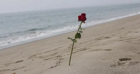 Rose In The Sand On The Beach 4K Stock Footage 307446820