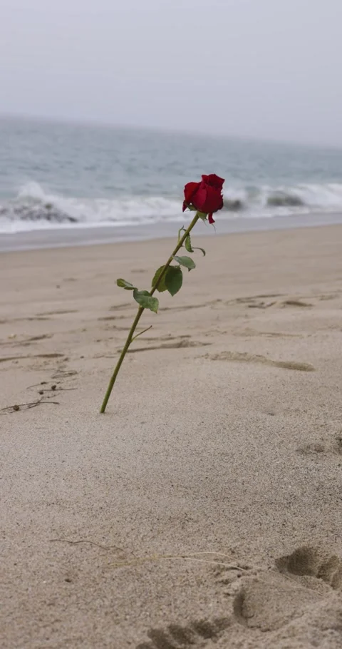 Rose In The Sand On The Beach 4K Stock Footage 307446840