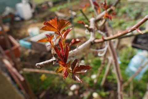 Rose Sapling Sprouts Stock Photos