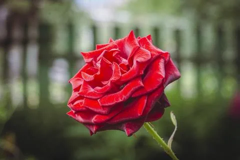 The rose seems to radiate a sense of warmth and passion. Фото