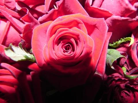 Rose with shadow Stock Photos