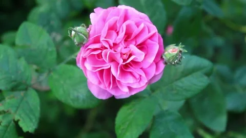 Rose in the shadows Stock Footage 133314013