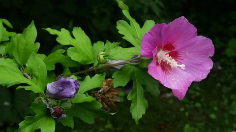 Rose of Sharon 1 4k Stock Footage 41638392