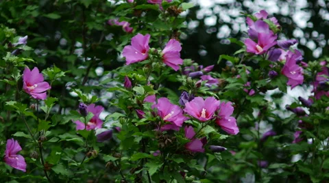 Rose of Sharon 2 4k Stock Footage 41637849