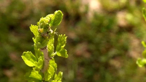 Rose of Sharon Awakens Stock Footage 105068198