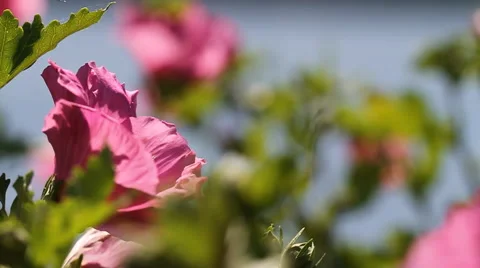 Rose of Sharon Bee Fly in and Out Stock Footage 57718375