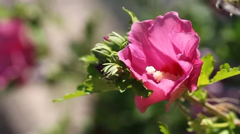 Rose of Sharon Bee Not Sure About Entering Stock Footage 57718376