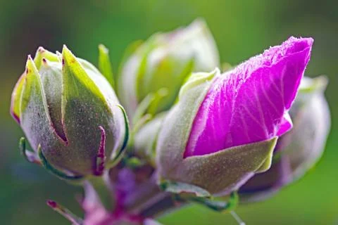 Rose of Sharon Buds Stock Photos