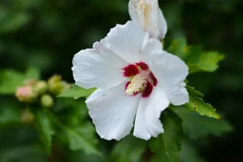 Rose of Sharon Full Bloom Deep Focus Stock Photos