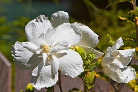 Rose of sharon Stock Photos